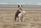 BOULEDOGUE AMERICAIN 245